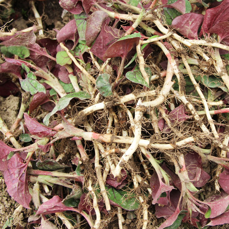 鱼腥草新鲜折耳根嫩根凉拌野菜即食麻辣清热无嫩叶芽盆栽小吃3斤