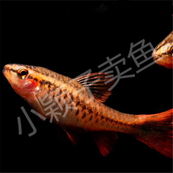 长尾樱桃灯鱼5-100条装1.5-2cm活体观赏热带热带鱼鱼群鱼