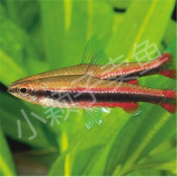 包邮小水族225cm红肚铅笔热带观赏鱼活体鱼