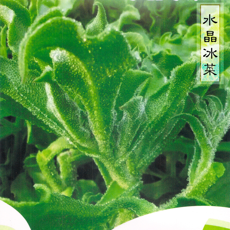 冰菜种子春秋播播种特色蔬菜水晶冰草阳台盆栽四季播庭院菜籽包邮在类目 农用物资, 种子/种苗, 蔬菜种子中 - 来自Buy2taobao.com提供专业的淘宝代购服务
