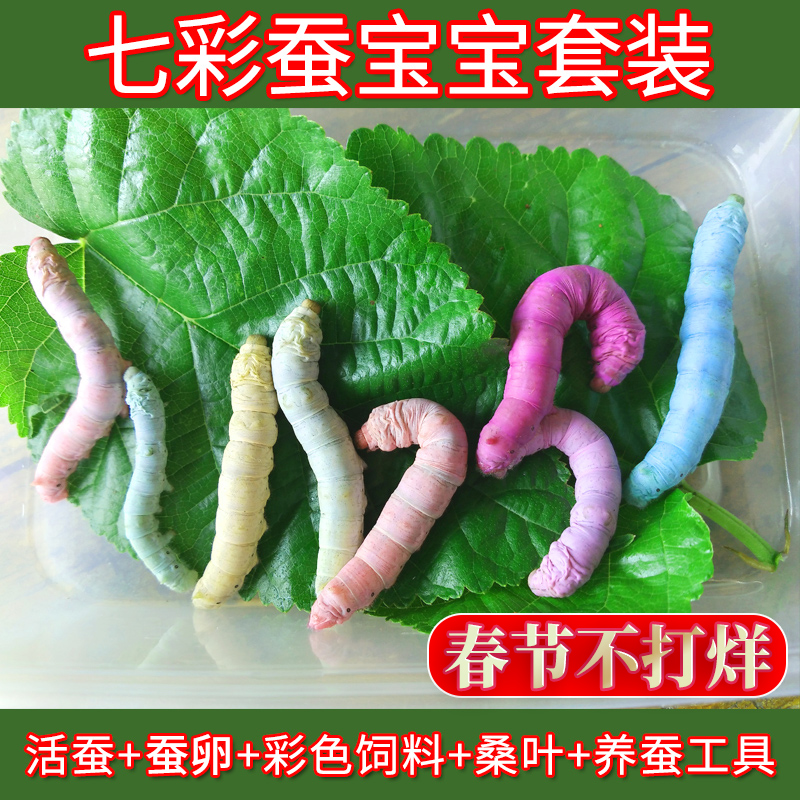 七彩蚕宝宝套装金丝蚕卵新鲜桑叶幼虫活体白色饲料养蚕彩色蚕