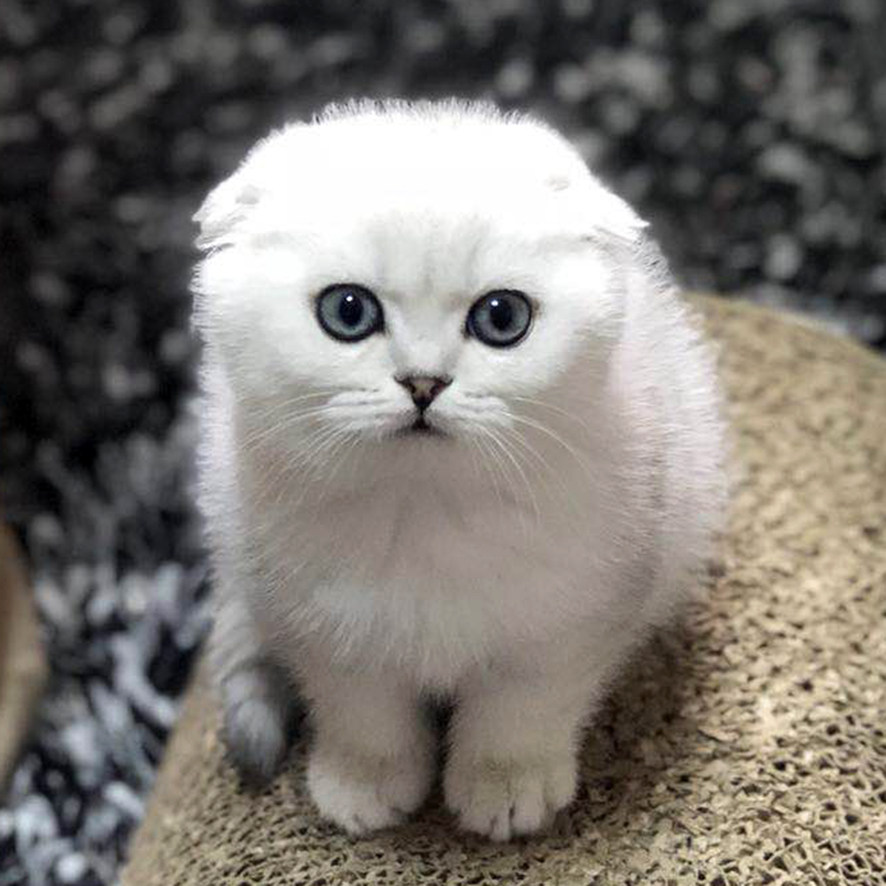 大魏小铺-苏格兰折耳猫 英短 银渐层 浅白猫 折耳猫 上海幼猫