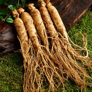 鲜人参长白山人参现挖带土鲜参野人生草参生人叁500g集安印象商用