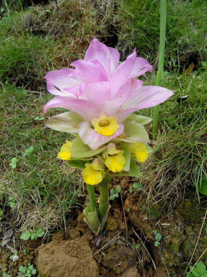 姜黄块根小姜黄色糯米米饭天然植物染料室外绿植