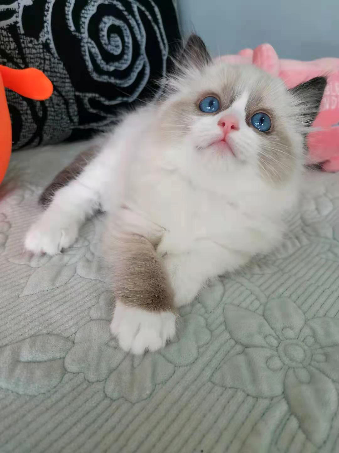 宠爱猫舍布偶猫幼崽定金链接猫咪 宠爱布偶猫舍