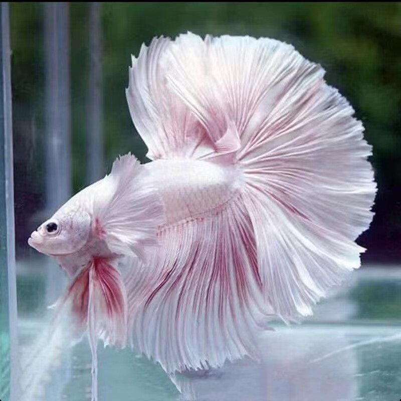 泰国斗鱼观赏鱼热带鱼活体小型淡水好养半月狮子王马尾将军宠物鱼