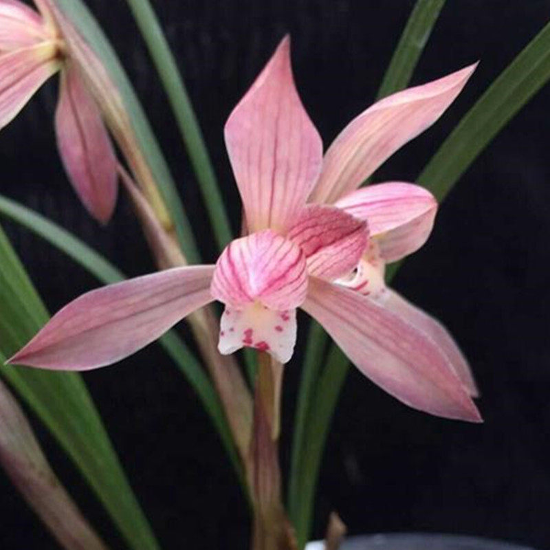 名贵兰花苗春兰胭脂仙子带花苞阳台客厅好养美观花卉盆栽植物包邮