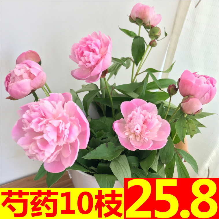 重瓣芍药鲜花云南直发昆明基地直批插花家用水养插花