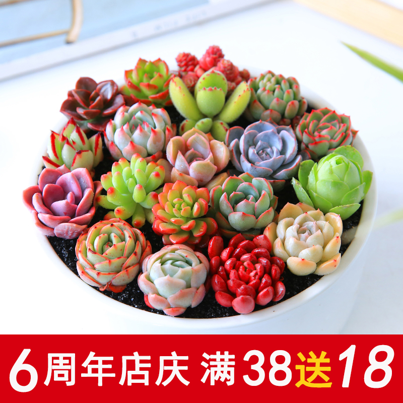 绿野园艺|多肉植物多肉组合盆栽防辐射绿植花卉办公创意满额包邮