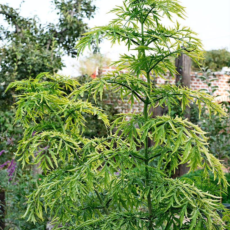 接骨木花_接骨木花折扣优惠券