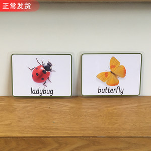 幼儿园英语早期启蒙训练闪卡12张昆虫insect单词卡片课堂教具new