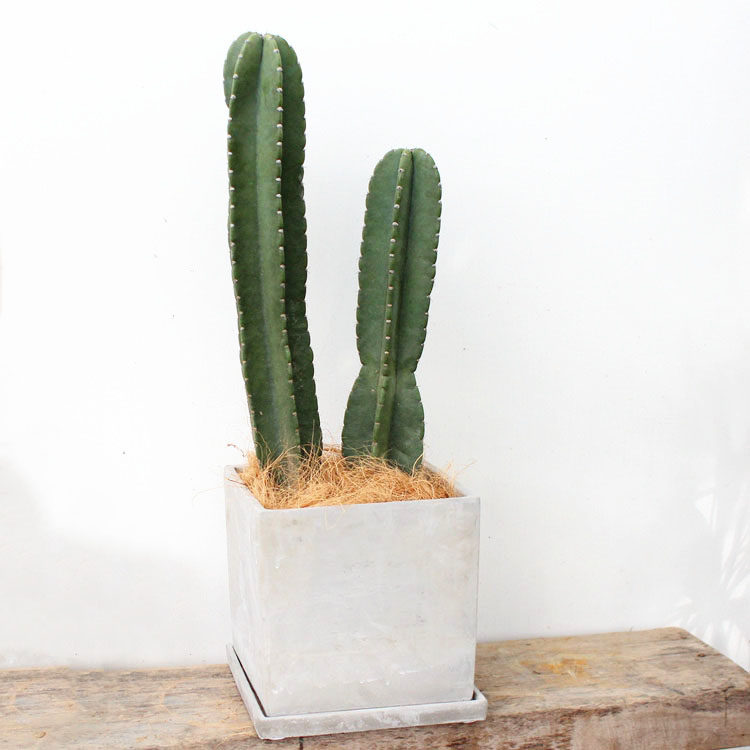 美好花园 多肉植物客厅店铺空间 无刺弱刺 仙人柱 天轮柱 量天尺