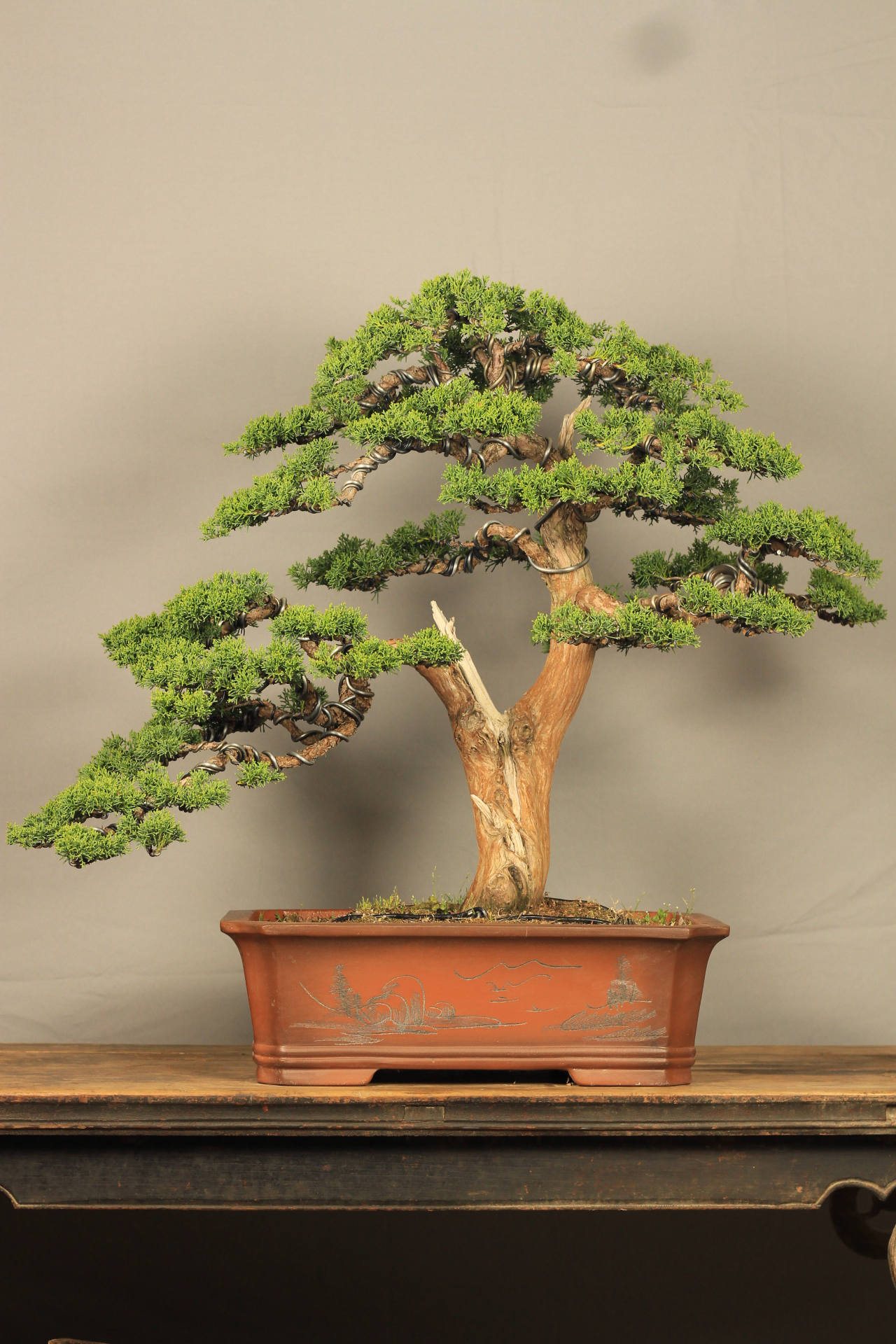 柏树盆景造型的时候大家需要根据柏树的自身情况,将其制作成为适合