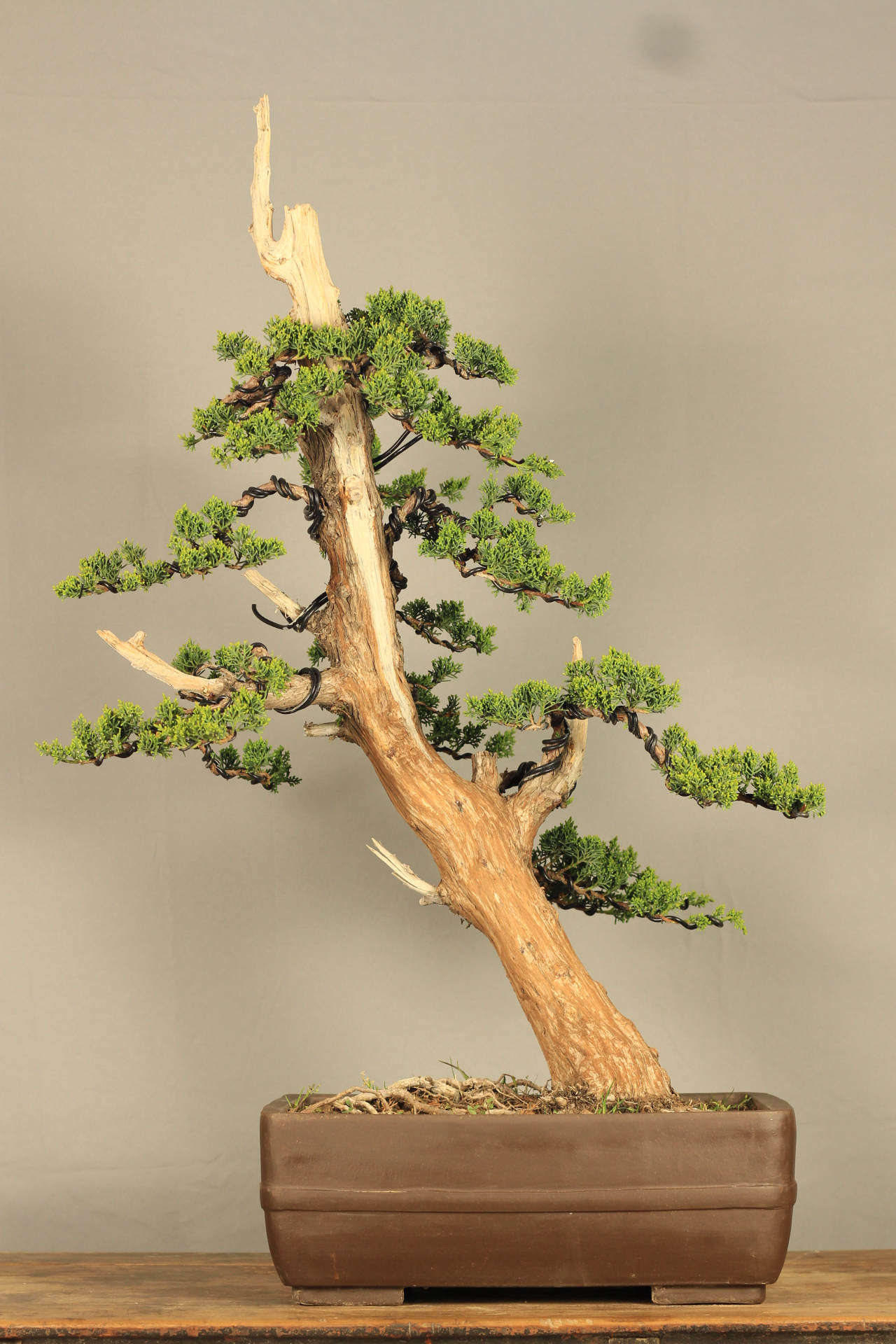 【春山】纪州真柏大品盆景  总高98粗10冠幅65厘米