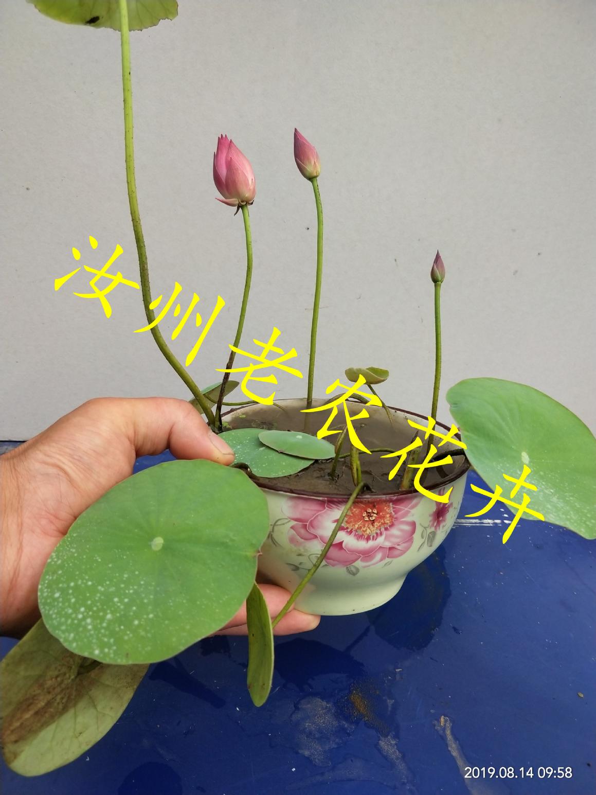 霓裳微型汝州老农花卉真碗莲荷花迷你水生阳台庭院种藕鞭成品小苗