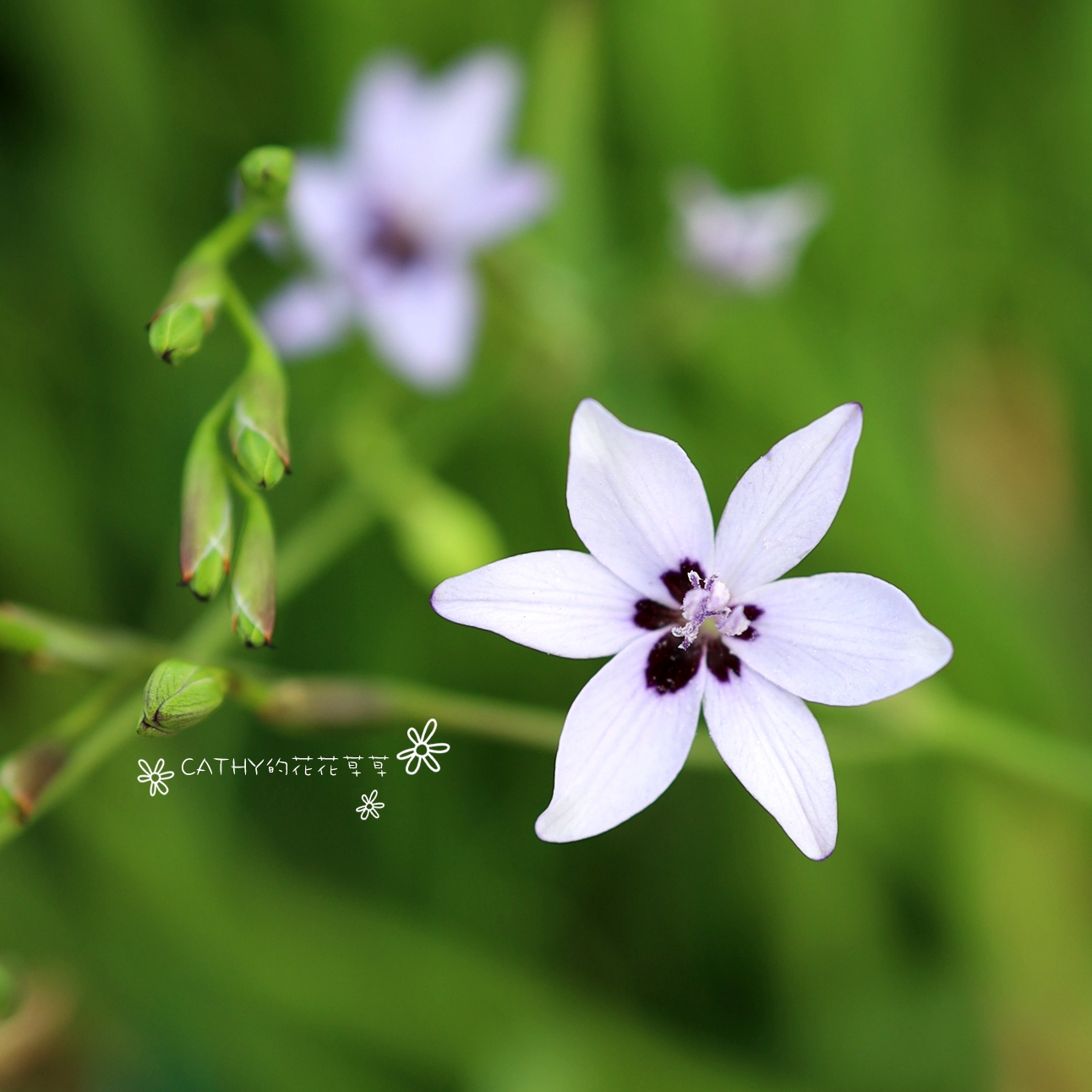 七月发货 原生种蓝色疏花小苍兰种球 Freesia laxa subsp. azurea