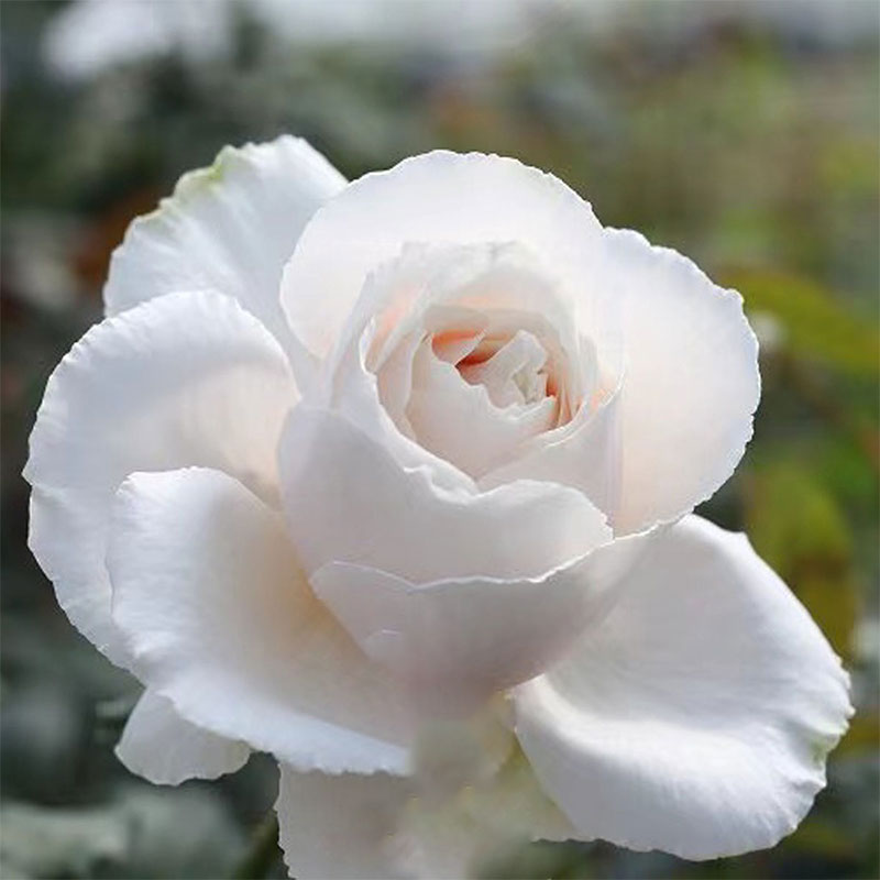 新品伊芙白雪公主月季大苗正版强香四季大花系列灌木阳台盆栽