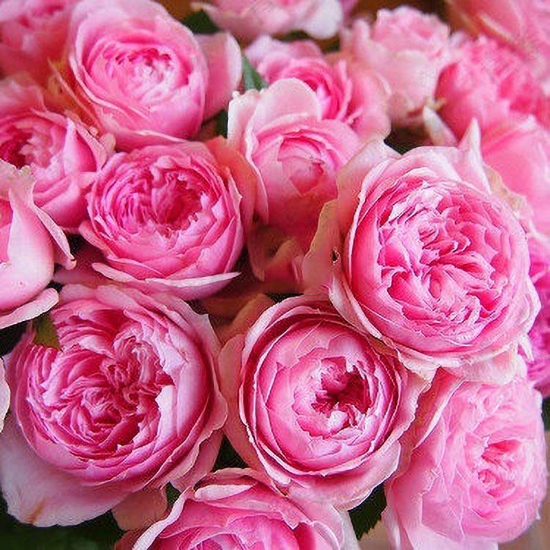 热卖荷兰切花美声唱法/甜心女士月季花苗大花浓香盆栽玫瑰花四季