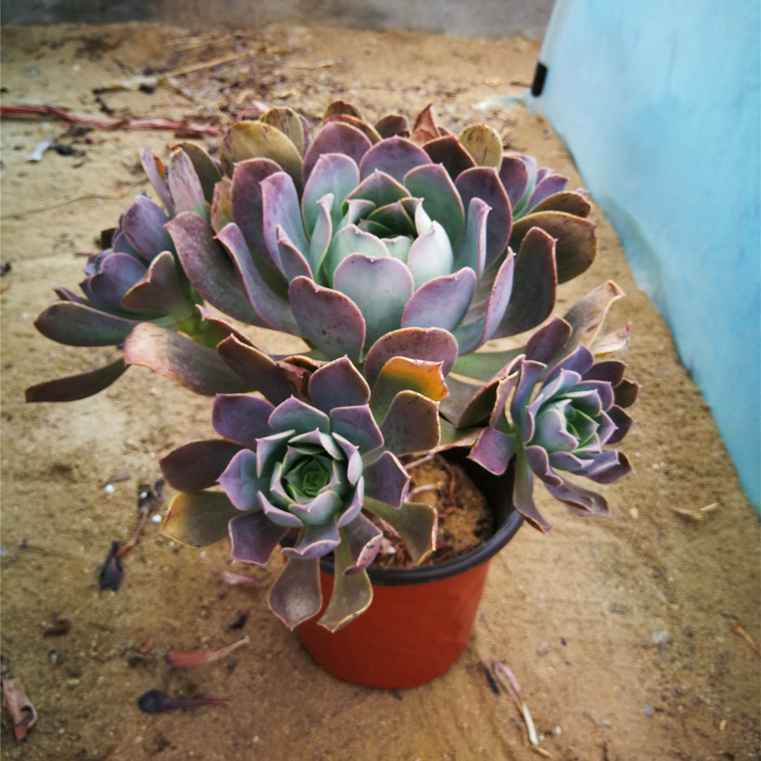 法师多肉植物大棵好养稀有仙桃老桩手捧花群生多肉植物