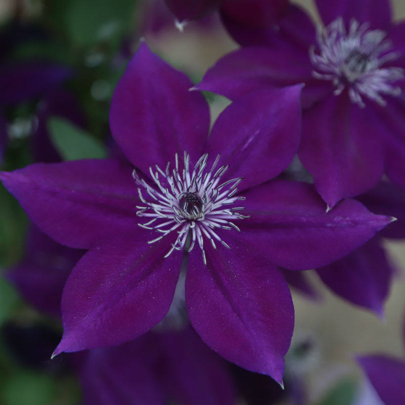 美埃_铁线莲紫水晶美人f系杂交种埃维森新世界系列大花丰花p9盆1年苗