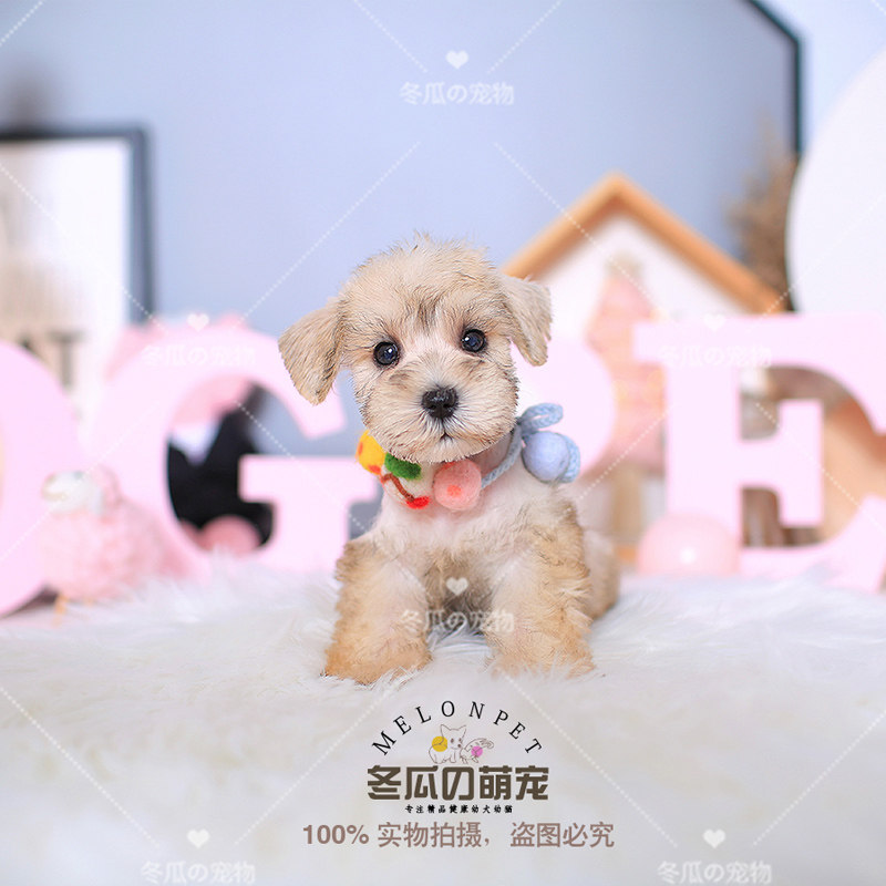 雪纳瑞幼犬_冬瓜宠物 纯种浅金色雪纳瑞犬幼犬宠物活体茶杯狗狗 t42