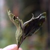 雲南茶葉月光白 2019年頭春古樹茶, 甘甜細膩 花香野韻500克 雲南茶葉月光白 2019年頭春古樹茶, 甘甜細膩 花香野韻500克