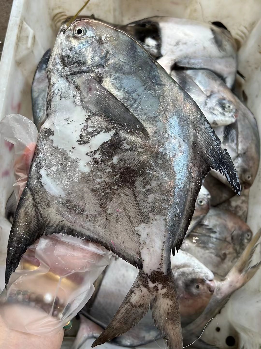 闹妈海鲜舟山新鲜长鳞鲳鱼1条8两1斤之间其它