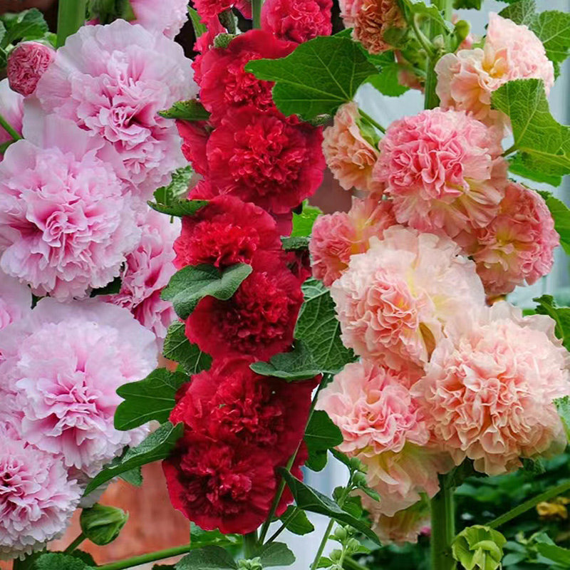 进口重瓣蜀葵种子查特系列春秋室外花园易播种宿根多年生花卉种籽