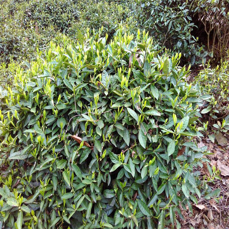 2018新茶高山云雾茶雨前茶茶农直销250克黄山安徽东至云尖250克_8折