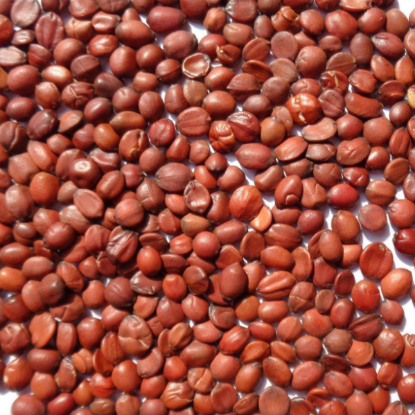 生枣仁 2斤起包邮 滇枣仁 进口理枣仁枣仁酸枣仁 中药材 500g克