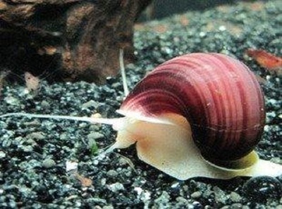 神秘螺活紫纹螺吃藻螺鱼缸螺10元5个除澡螺缸螺吃粪螺食藻螺淡水