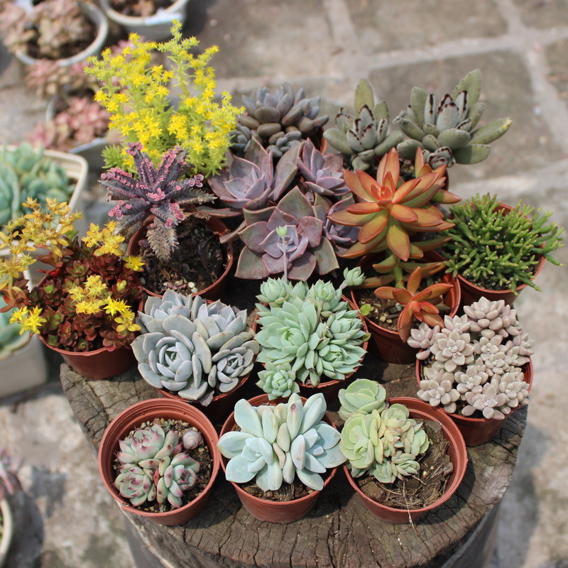 多肉植物老桩多头群生