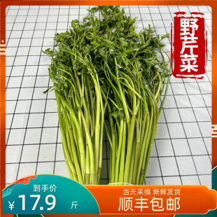 野水芹菜新鲜湖北新鲜野生芹菜水芹菜现采摘现发洪湖农家时令蔬菜