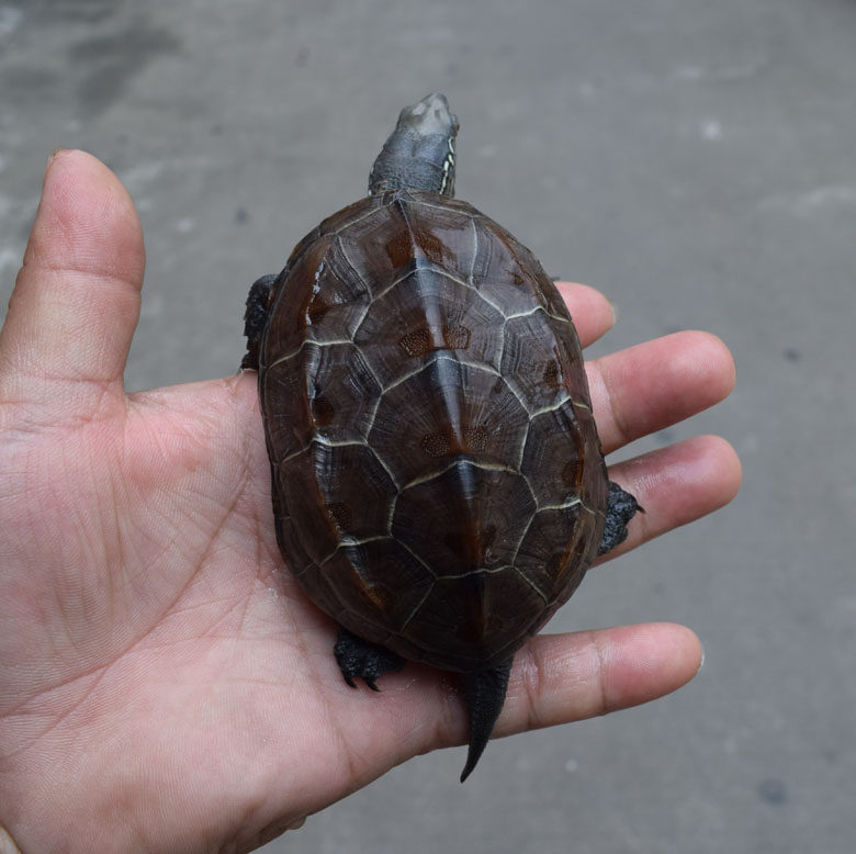 711厘米中华草龟宠物活体乌龟外池镇宅龟檀香龟