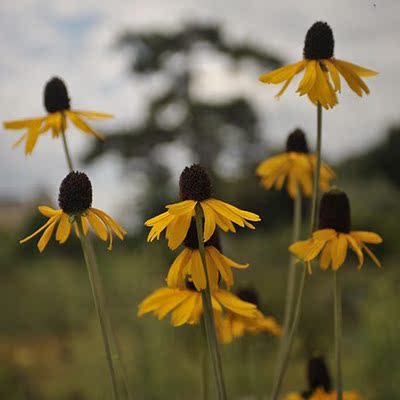 蒲棒菊大金光菊花园庭院高大植物银叶花卉耐寒耐热宿根多年生盆栽