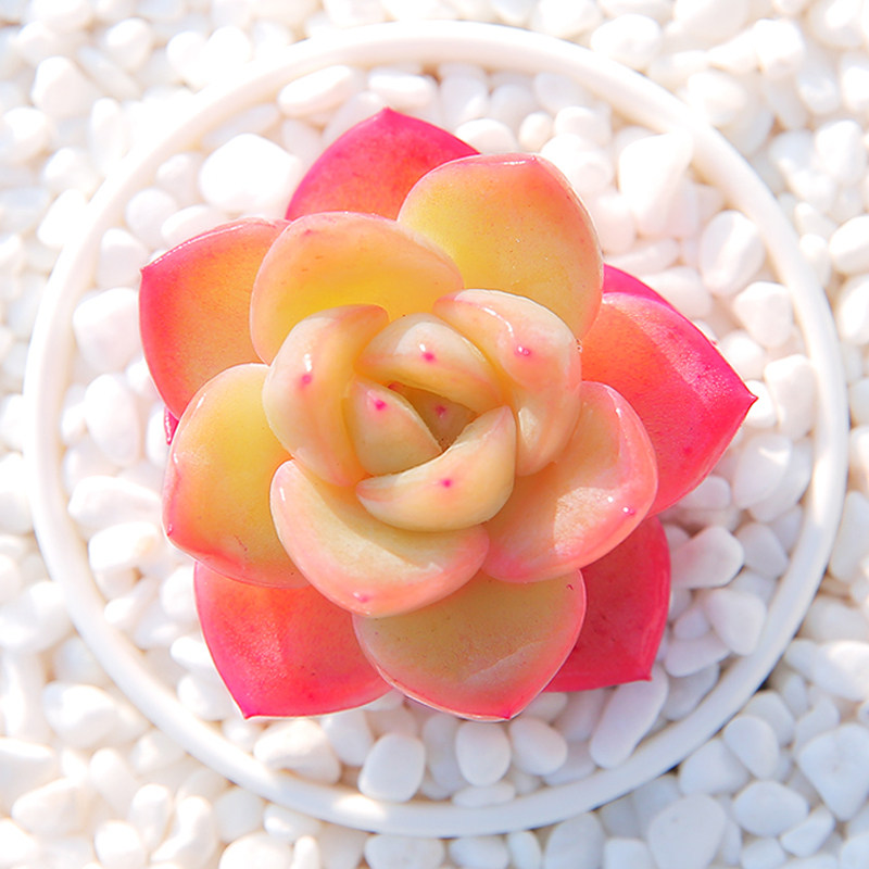 草莓泡芙精品多肉植物大颗好养治家森活云南直发绿植花卉多肉盆栽