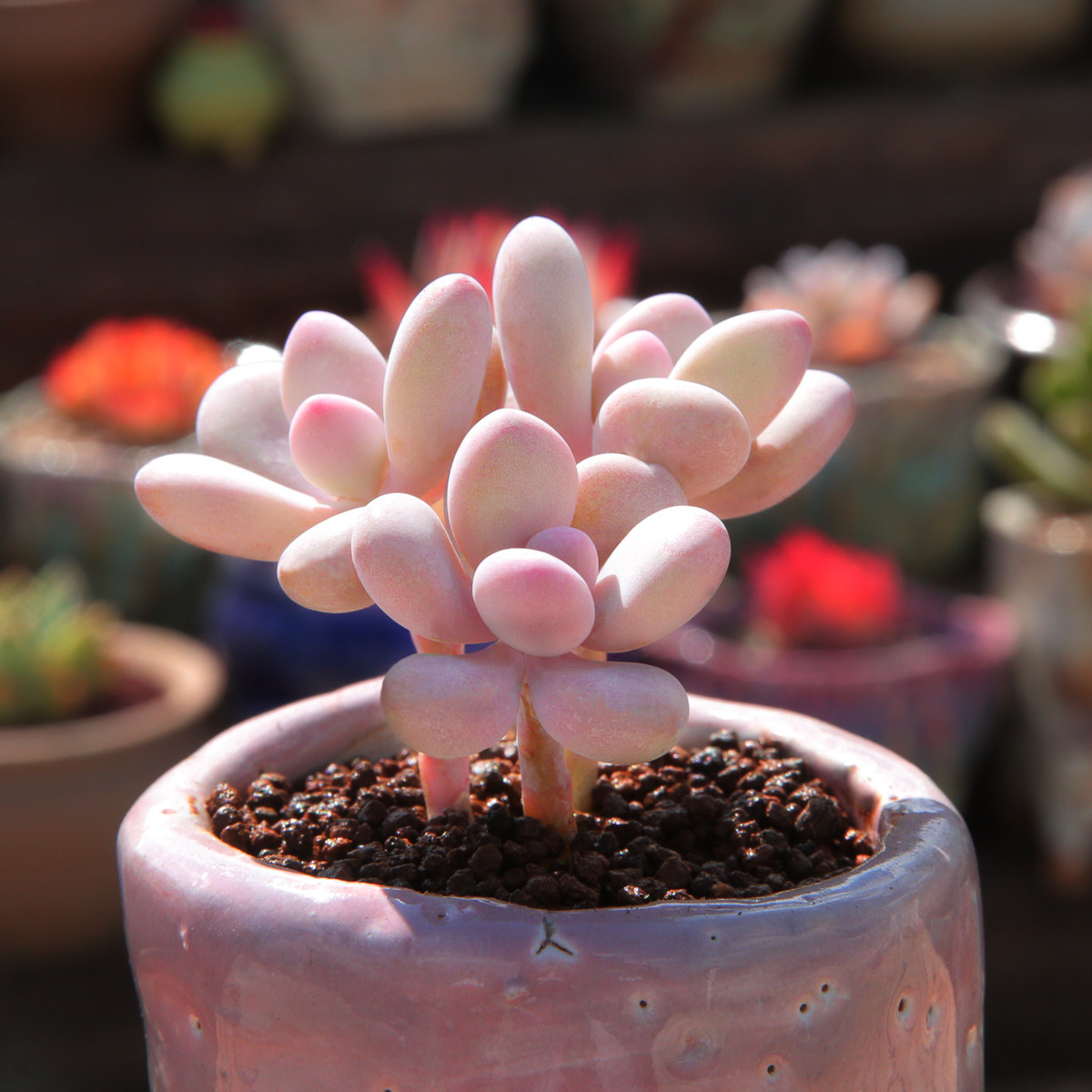 特价桃蛋老桩 桃之卵