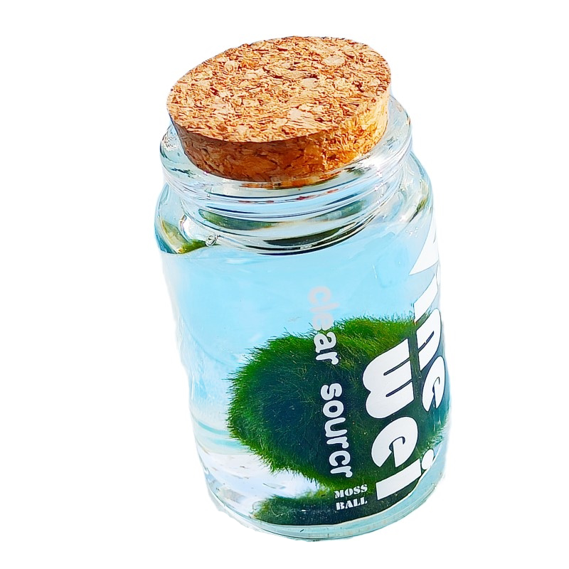 mossball绿藻球生态瓶水生绿植创意迷你水培植物水藻球水底海藻球