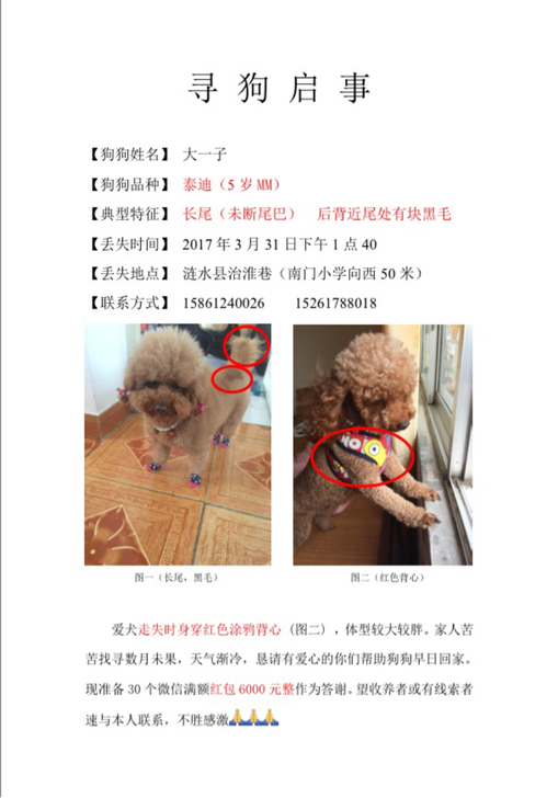 急寻泰迪犬，归还必重谢！！！