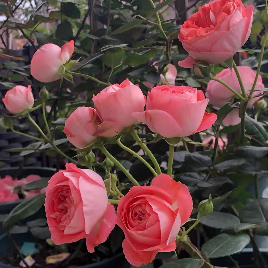 月季扦插苗(诺娃)浓香中苗