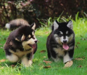 纯种家养阿拉斯加犬宠物狗活体雪橇犬巨型阿拉斯加幼犬小狗