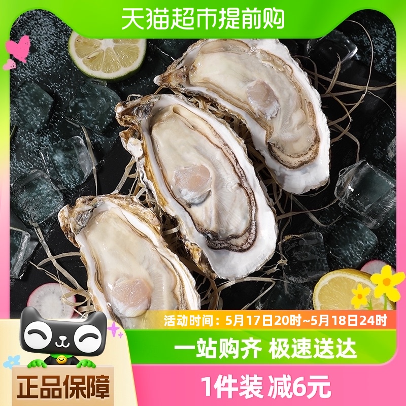 贝司令鲜活乳山生蚝XL新鲜牡蛎净重4斤16-22只海鲜水产海蛎子