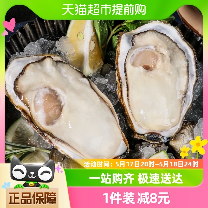 贝司令鲜活乳山生蚝4XL净重4斤8-11只新鲜牡蛎海蛎子海鲜水产