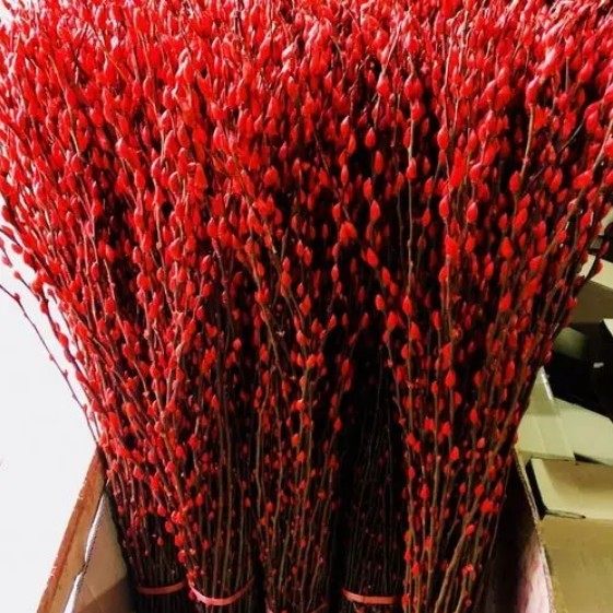 银柳真花新年鲜枝年宵花卉干花柳枝天然干枝腊梅泡水开花室内客厅