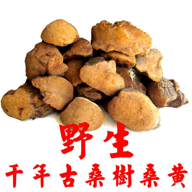 野生桑树桑黄桑黄片桑黄粉养生新趋势森林黄金 野生桑黄灵芝500克