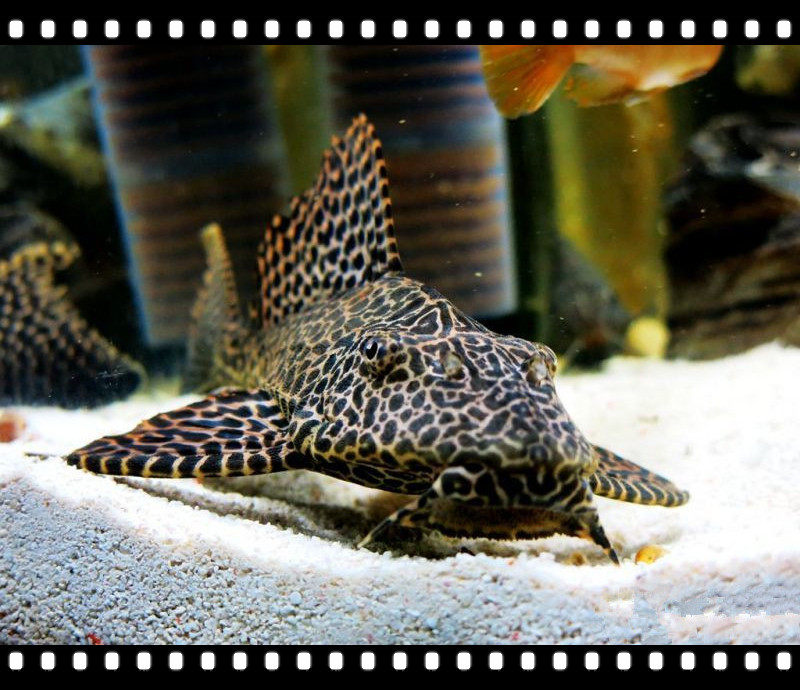 女王异形品牌排名前10位