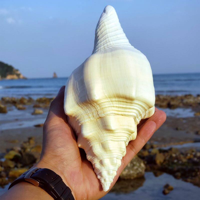 特价海螺壳天然超大四大名螺