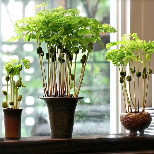 【当季节 现货】  酸角  叶子晚上会睡觉 发芽快 富晴欢