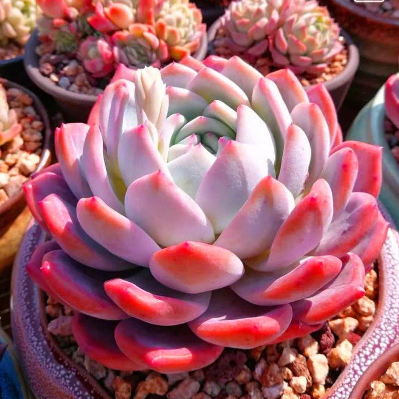 芙蓉雪莲多肉