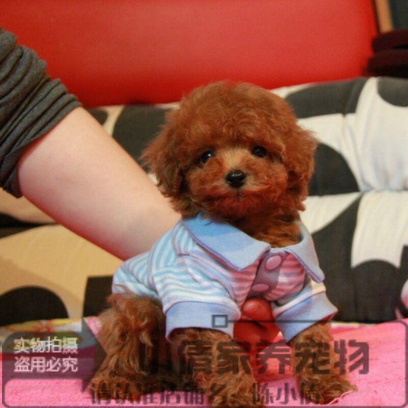 微小型宠物狗狗袖珍狗活体泰迪熊犬f319#已售0￥1489折后价￥1489淘宝